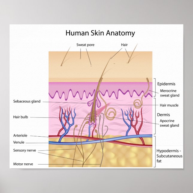 Poster d'anatomie de la peau humaine (Devant)