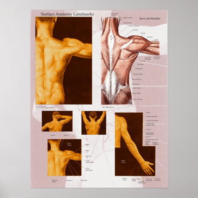Poster d'anatomie de surface musculaire - Arrière  (Devant)