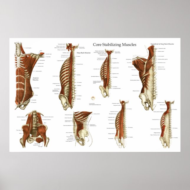 Poster d'anatomie des muscles stabilisateurs profo (Devant)