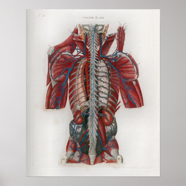 Poster d'anatomie des nerfs de colonne vertébrale  (Devant)