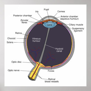 Poster d'anatomie des yeux