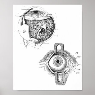 Poster d'anatomie des yeux