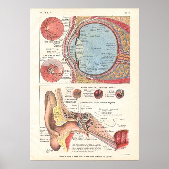 Poster d'anatomie des yeux et des oreilles en fran (Devant)