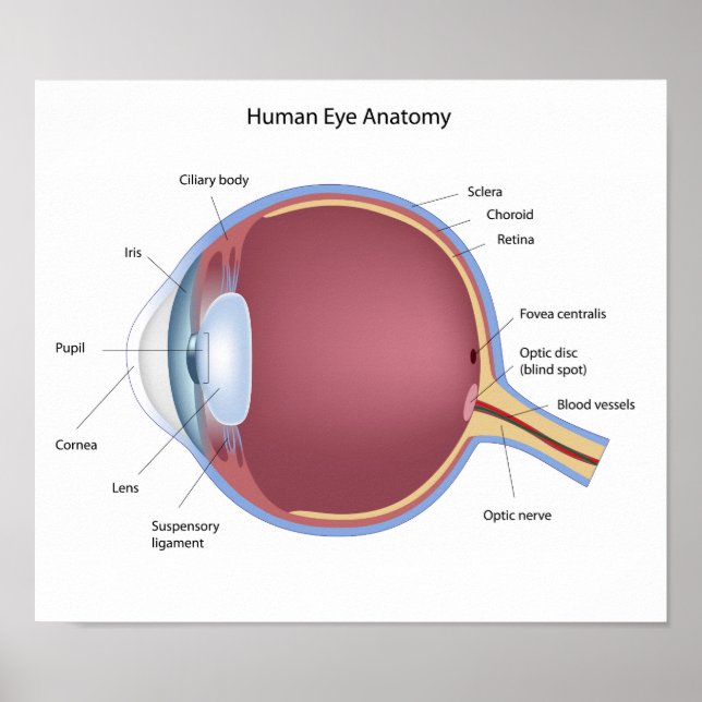 Poster d'anatomie des yeux humains (Devant)