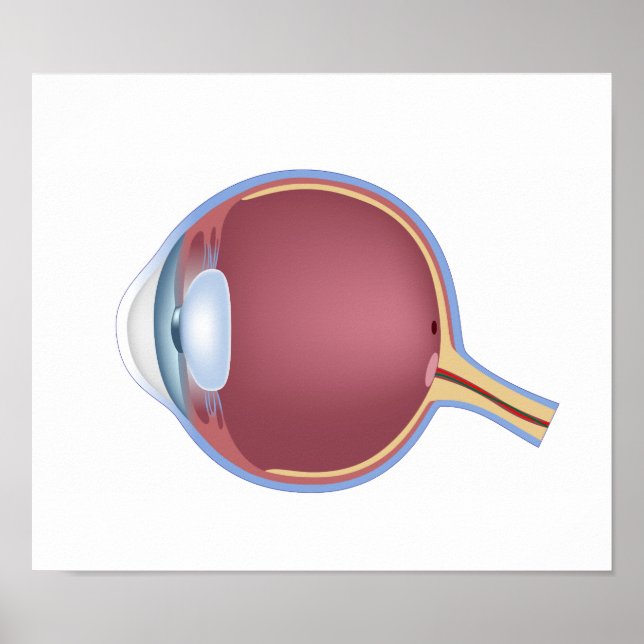 Poster d'anatomie des yeux humains (Devant)