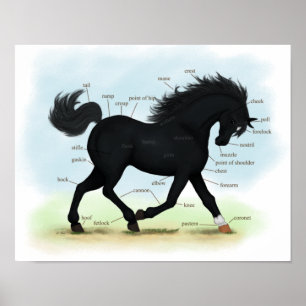 Poster d'anatomie du cheval de beauté noire (Star