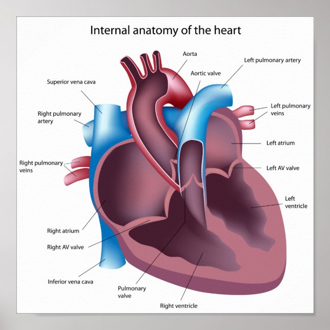 Poster d'anatomie du coeur humain (Devant)