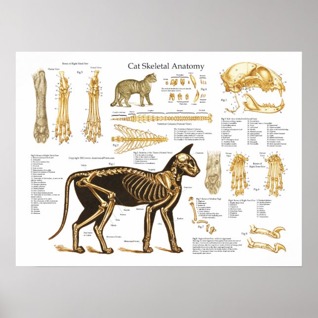 Poster d'anatomie du foetus de chat (Devant)