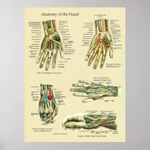 Poster d'anatomie du poignet humain