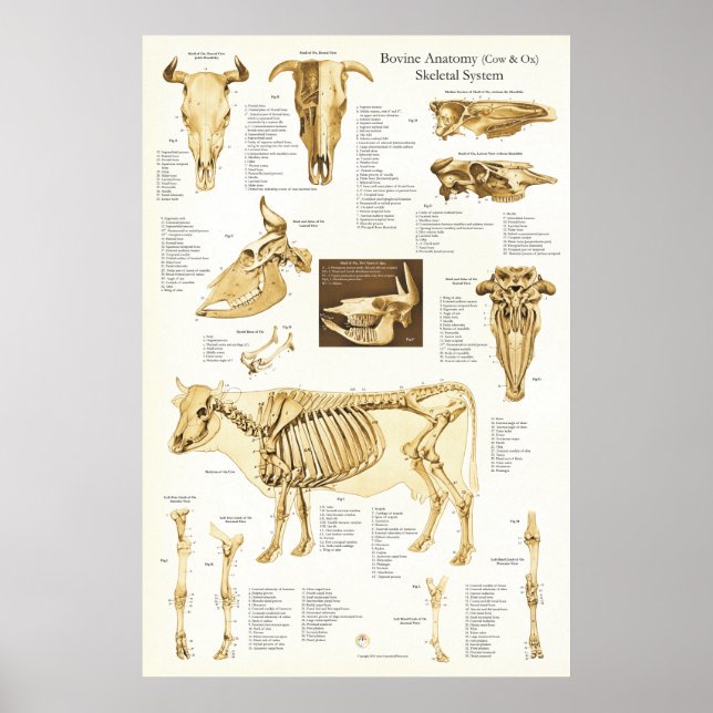 Poster d'anatomie du squelette de la vache Ox Bovi (Devant)