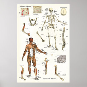 Poster d'anatomie du squelette et du muscle humain