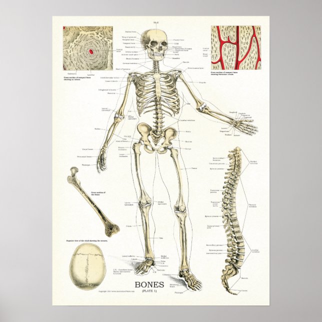 Poster d'anatomie du squelette humain (Devant)