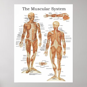 Poster d'anatomie du système musculaire 18 X 24