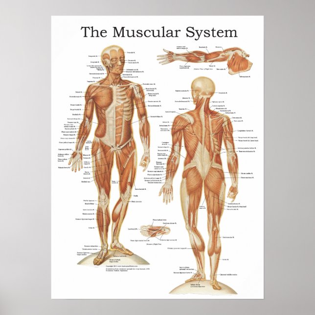 Poster d'anatomie du système musculaire 18 X 24 (Devant)
