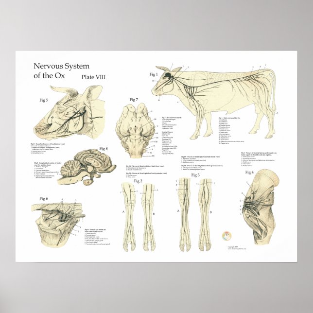 Poster d'anatomie du système nerveux de la vache b (Devant)