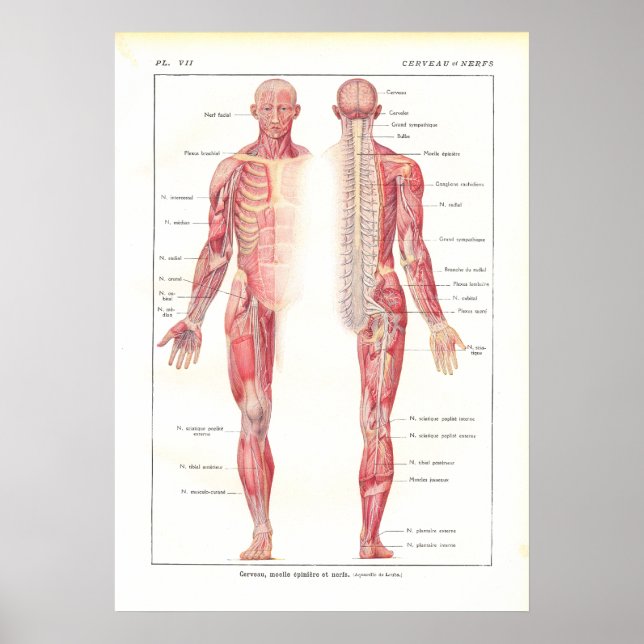Poster d'anatomie du système nerveux en français (Devant)