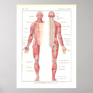 Poster d'anatomie du système nerveux en français