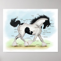 Poster d'anatomie équestre Piebald Gypsy Horse
