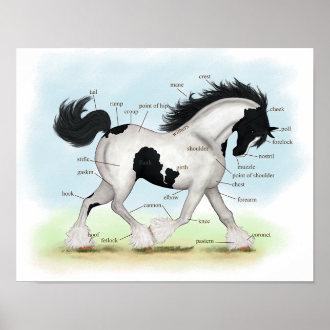 Poster d'anatomie équestre Piebald Gypsy Horse (Devant)