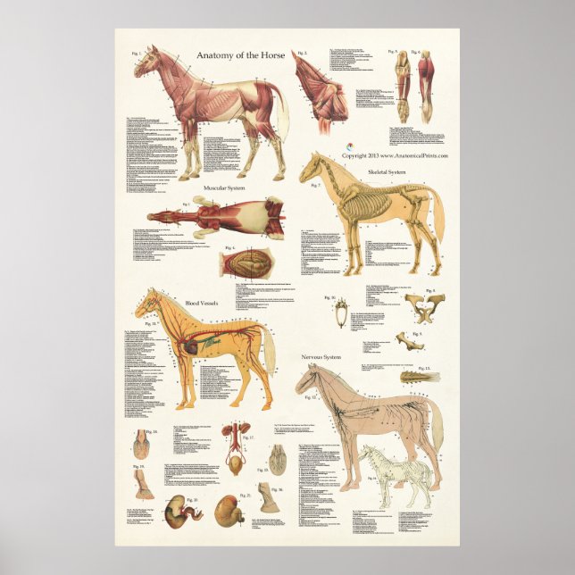 Poster d'anatomie équine Cheval grand format (Devant)