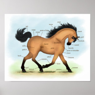 Poster d'anatomie équine éducative du Cheval Bucks