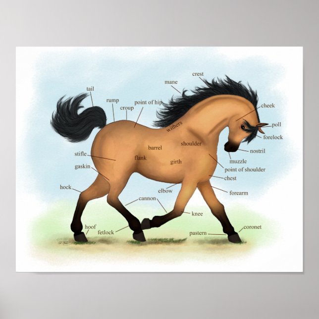 Poster d'anatomie équine éducative du Cheval Bucks (Devant)