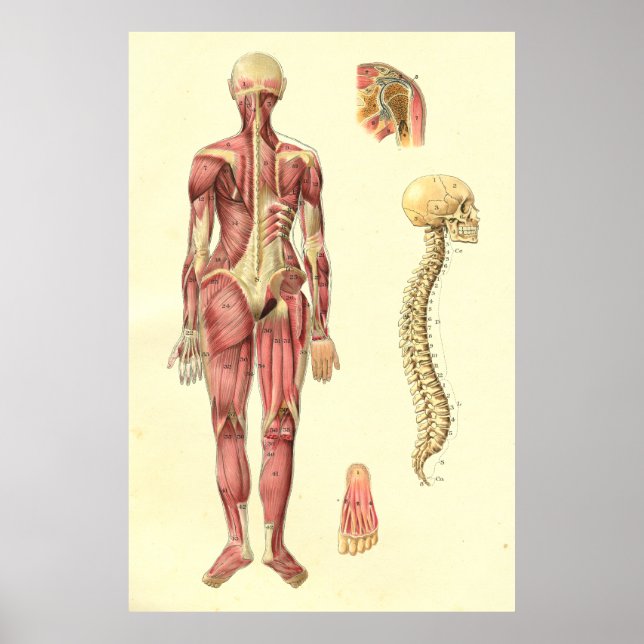 Poster d'anatomie féminine des muscles et de la co (Devant)