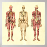 Poster d'anatomie féminine des muscles et des sque