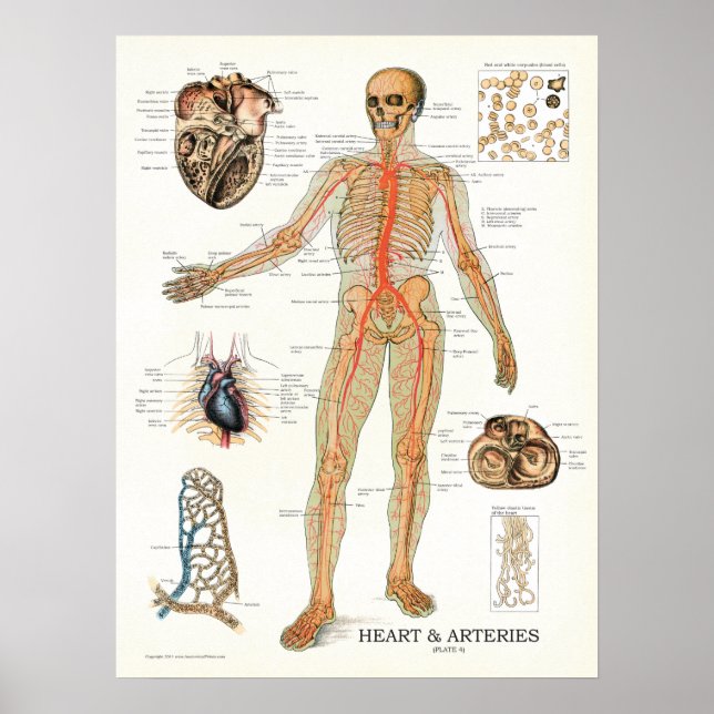 Poster d'anatomie humaine Coeur et artères 18 X 24 (Devant)