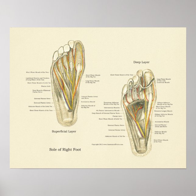 Poster d'anatomie interne du pied (Devant)