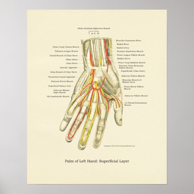 Poster d'anatomie interne main et poignet (Devant)