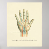 Poster d'anatomie interne main et poignet