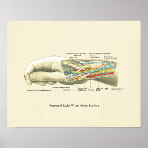 Poster d'anatomie interne main et poignet