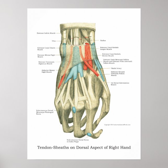 Poster d'anatomie interne main et poignet (Devant)