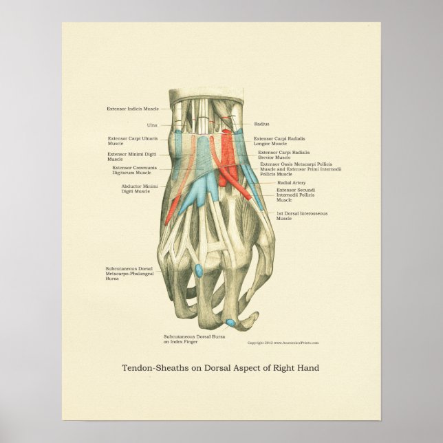 Poster d'anatomie interne main et poignet (Devant)