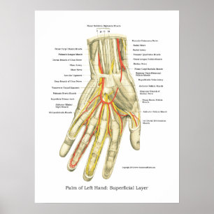 Poster d'anatomie interne main et poignet