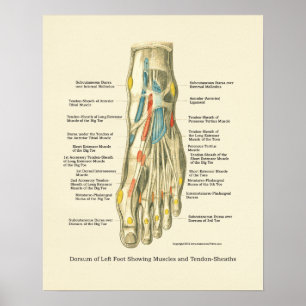 Poster d'anatomie interne Pied & Ankle