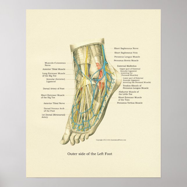 Poster d'anatomie interne Pied & Ankle (Devant)