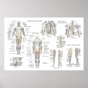 Poster d'anatomie musculaire - Antérieur, postérie