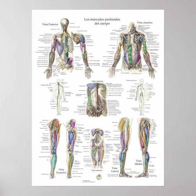 Poster d'anatomie musculaire profonde humaine espa (Devant)