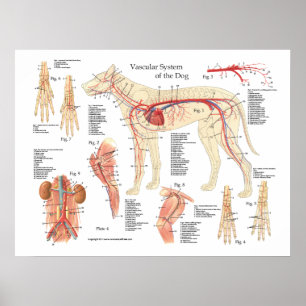 Poster d'anatomie vasculaire de chien 18" X 24"