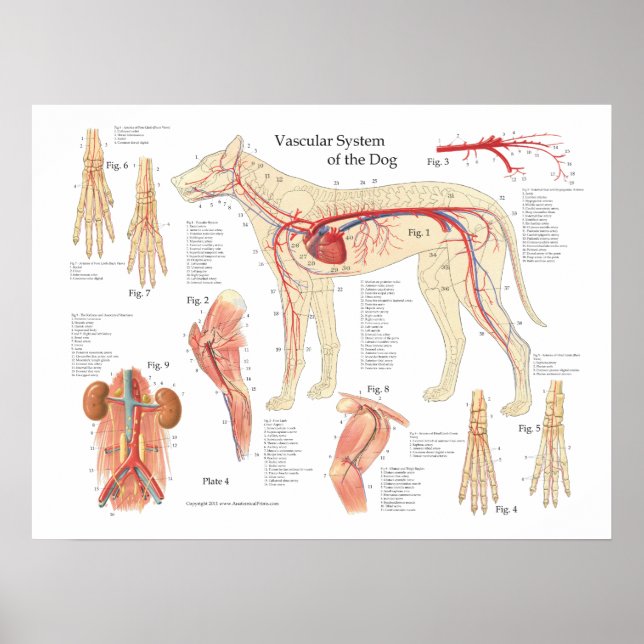 Poster d'anatomie vasculaire de chien 18" X 24" (Devant)