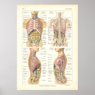 Poster d'anatomie viscère et abdominale français