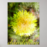 Dandelion