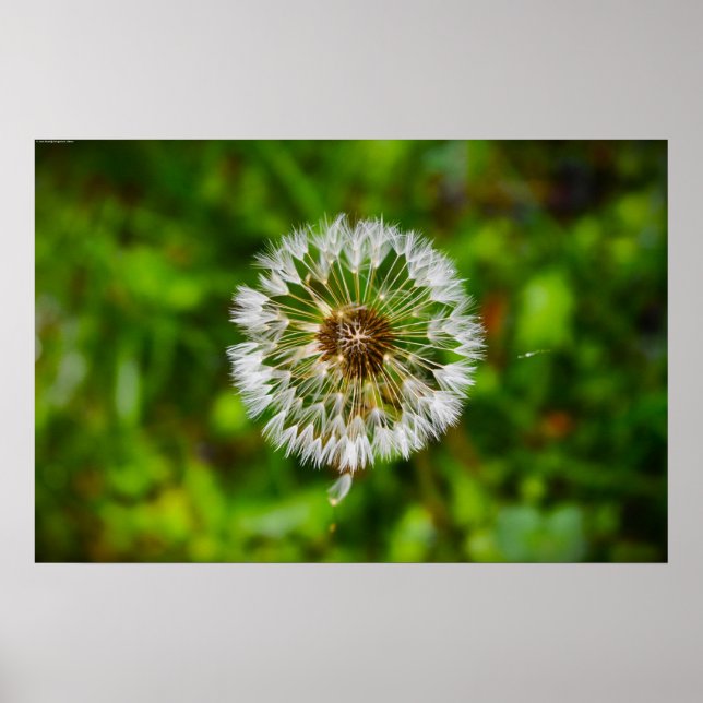 Poster Dandelion, (Devant)