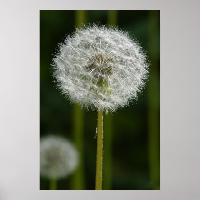 Poster Dandelion (Devant)