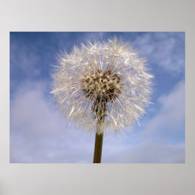 Poster Dandelion (Devant)