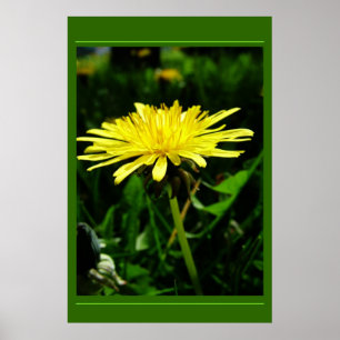 Poster Dandelion