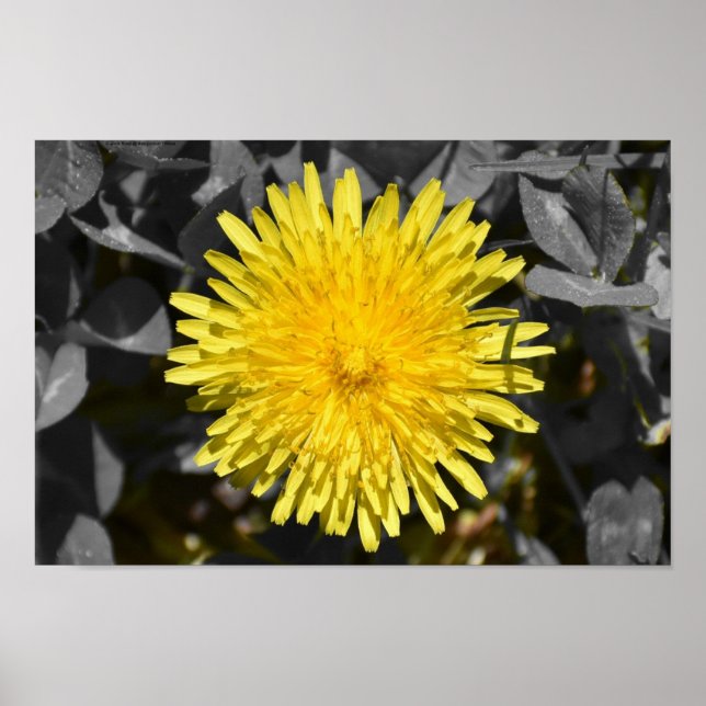 Poster Dandelion, (Devant)