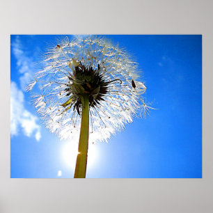 Poster Dandelion